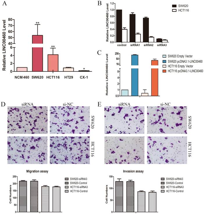 J Cancer Image