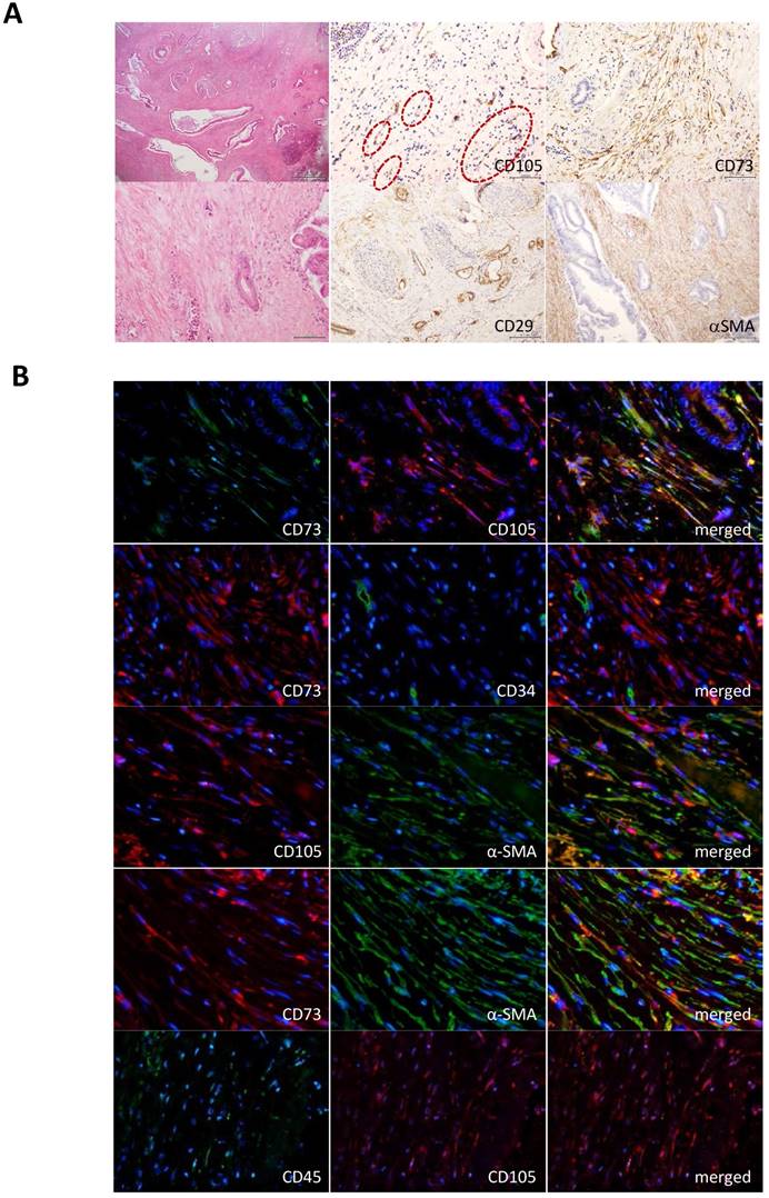 J Cancer Image