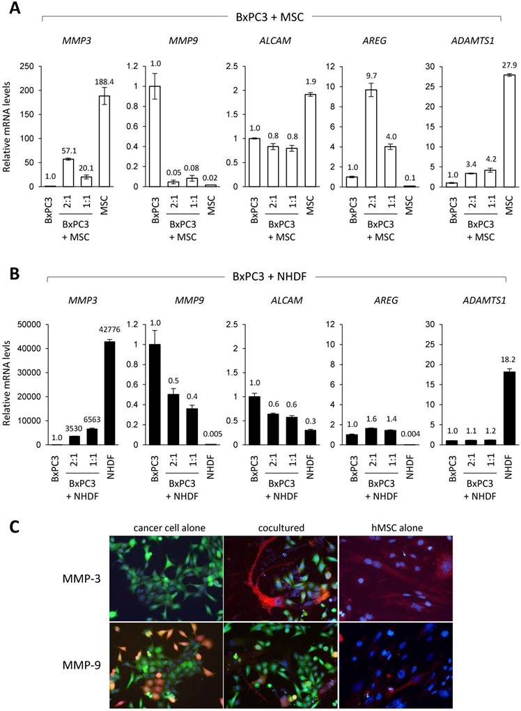 J Cancer Image