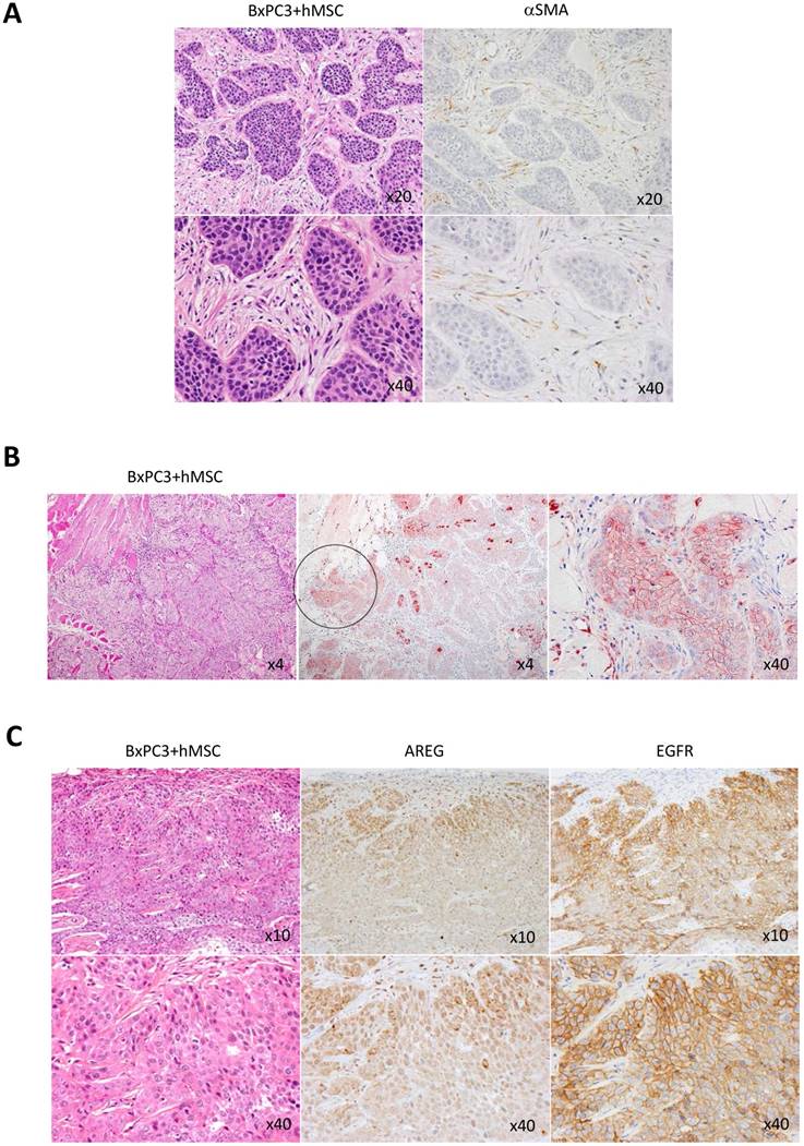 J Cancer Image