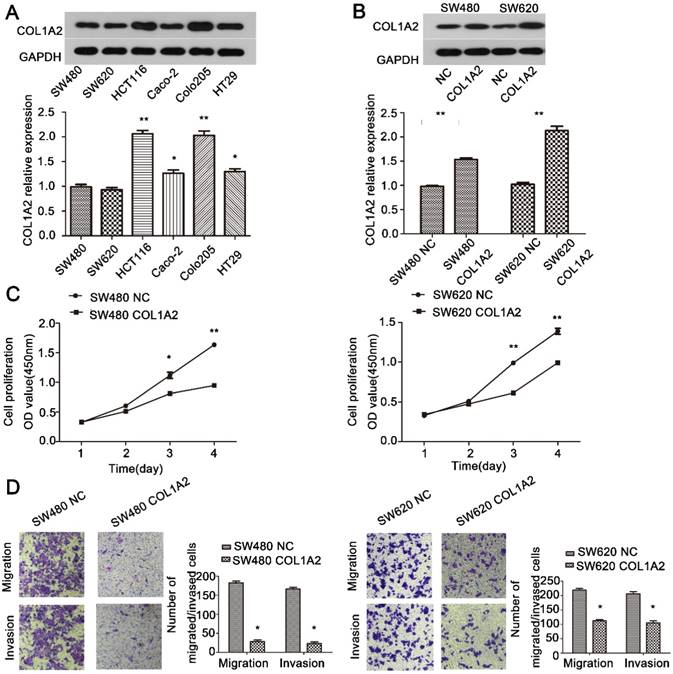 J Cancer Image