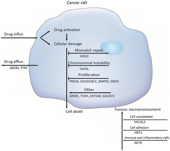 J Cancer Image