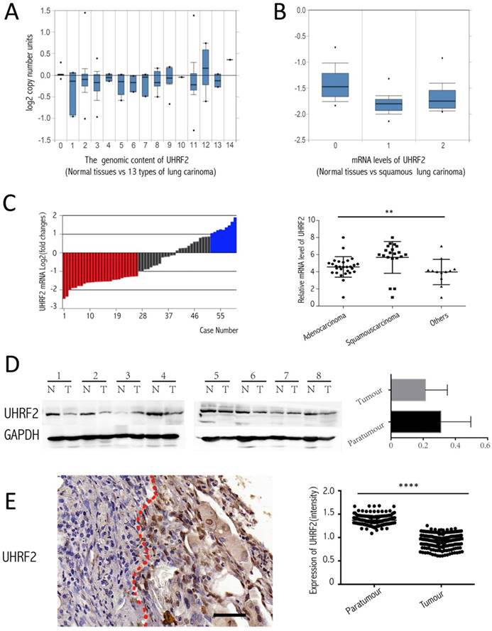 J Cancer Image