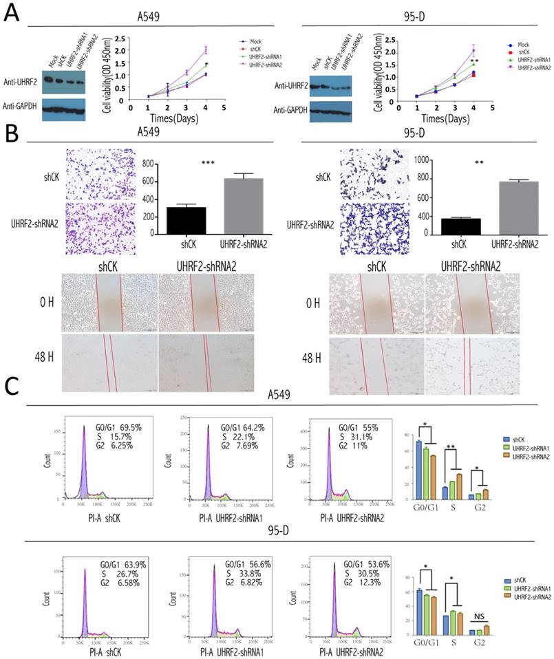 J Cancer Image