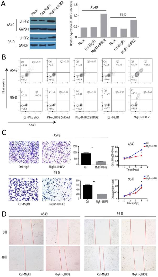 J Cancer Image