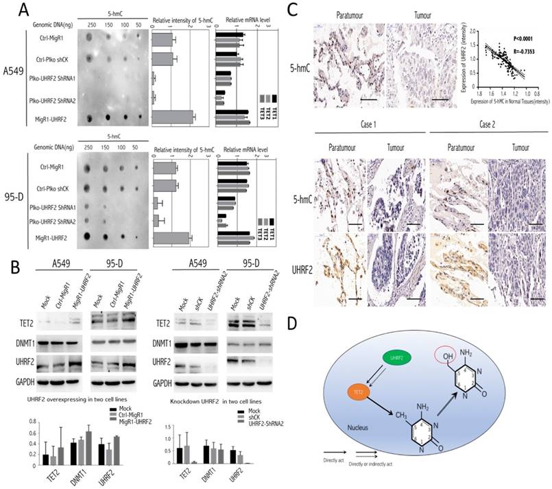 J Cancer Image