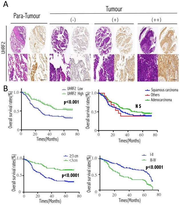 J Cancer Image