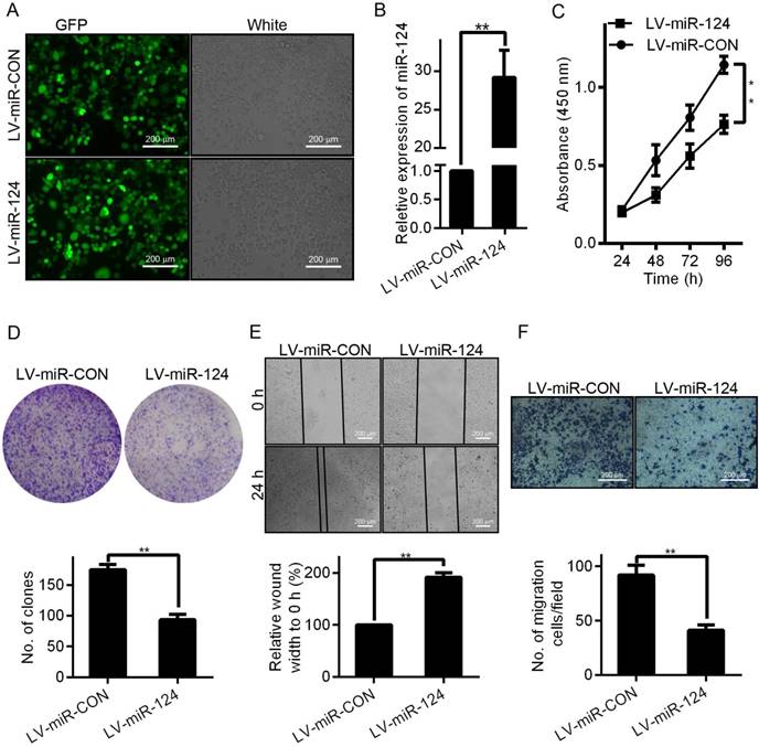 J Cancer Image