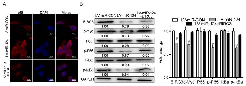 J Cancer Image