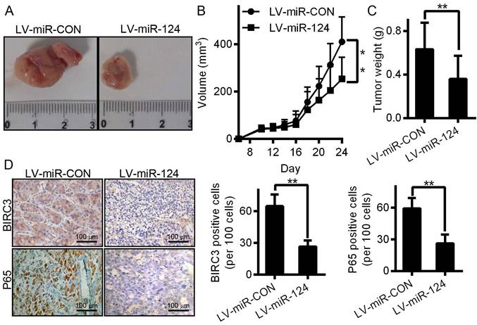 J Cancer Image