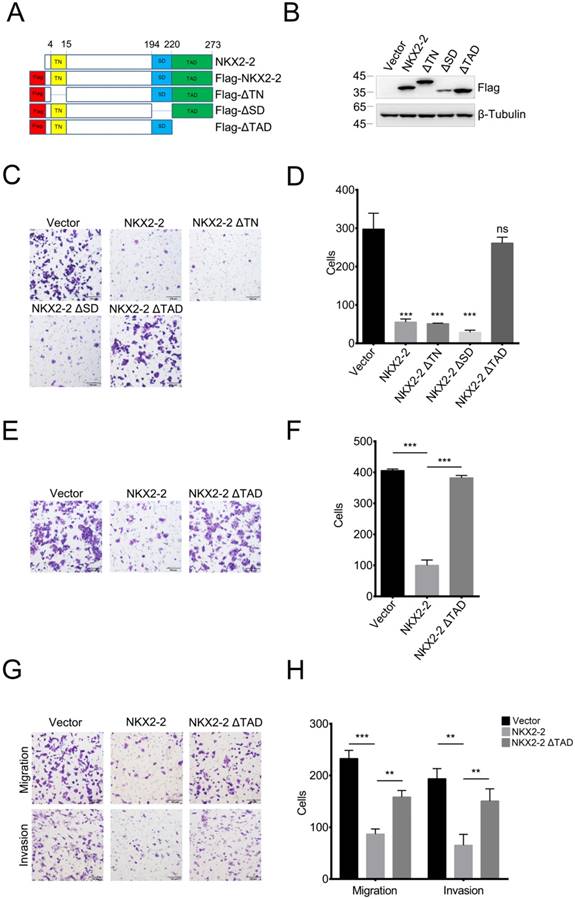 J Cancer Image