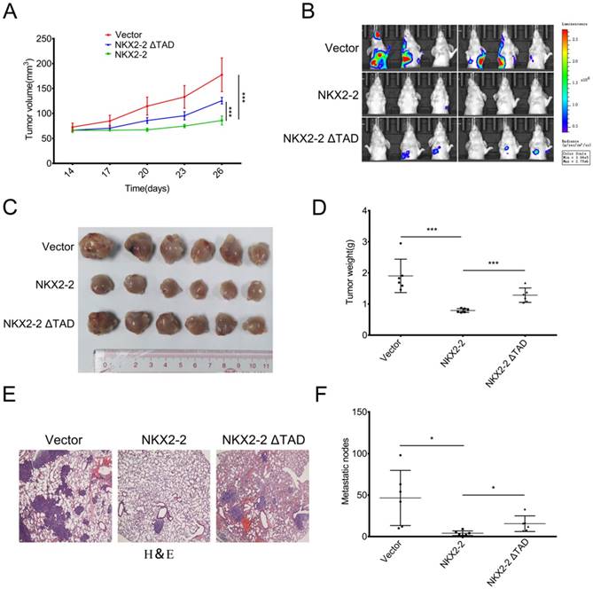 J Cancer Image