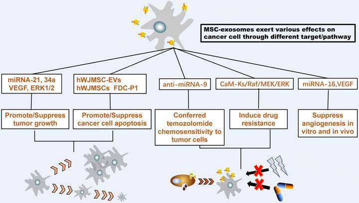 J Cancer Image