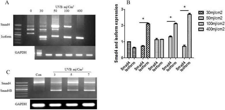 J Cancer Image