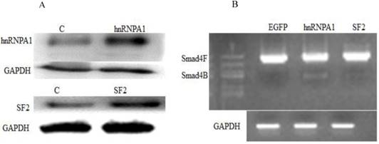 J Cancer Image