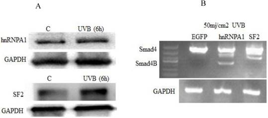 J Cancer Image