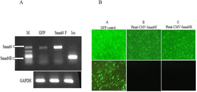 J Cancer Image