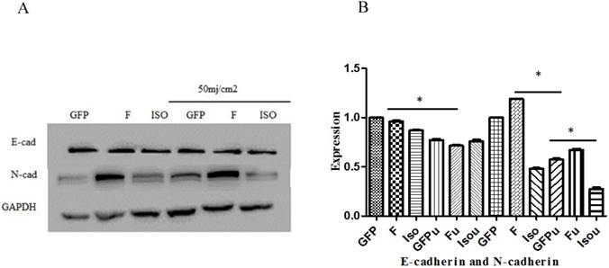 J Cancer Image