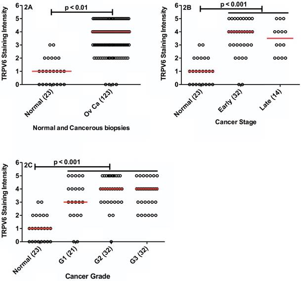 J Cancer Image