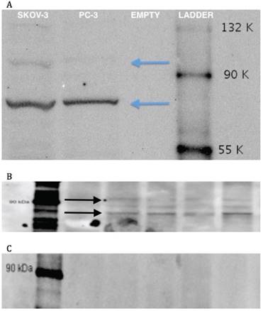 J Cancer Image