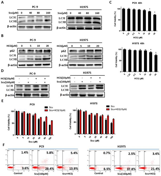 J Cancer Image