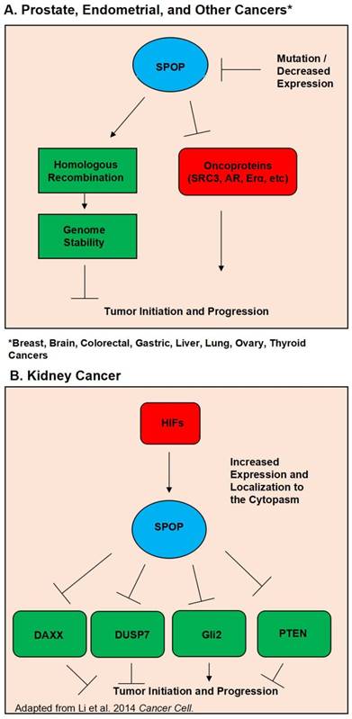 J Cancer Image