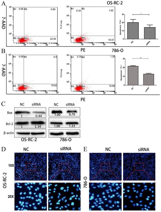 J Cancer Image