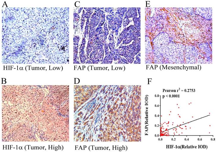 J Cancer Image