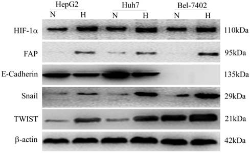 J Cancer Image