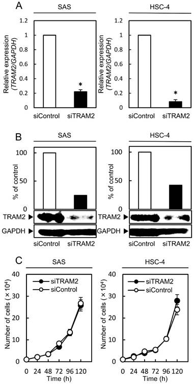 J Cancer Image