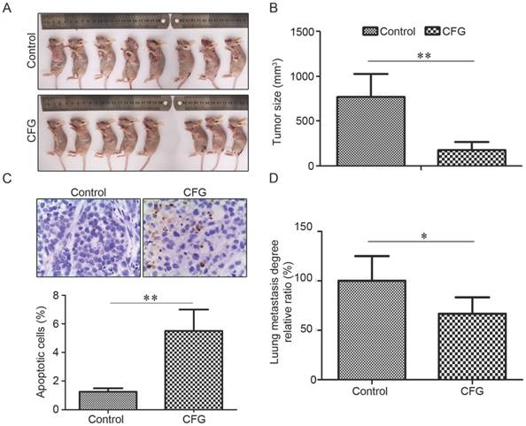 J Cancer Image