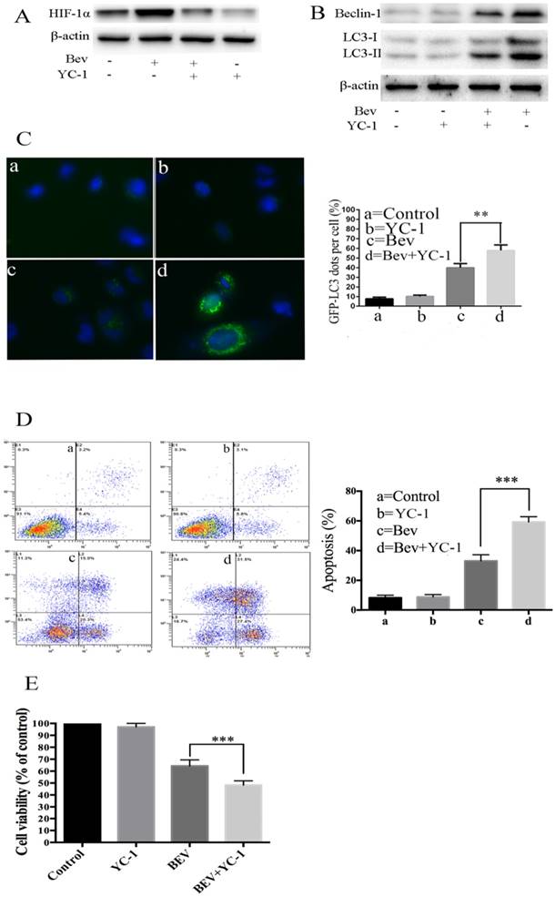 J Cancer Image