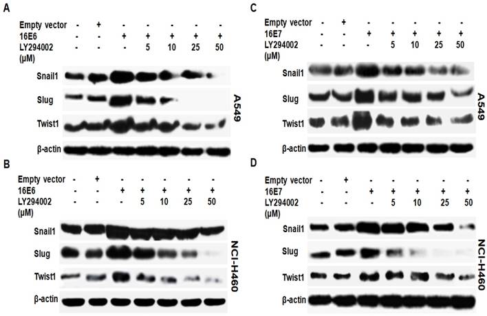 J Cancer Image