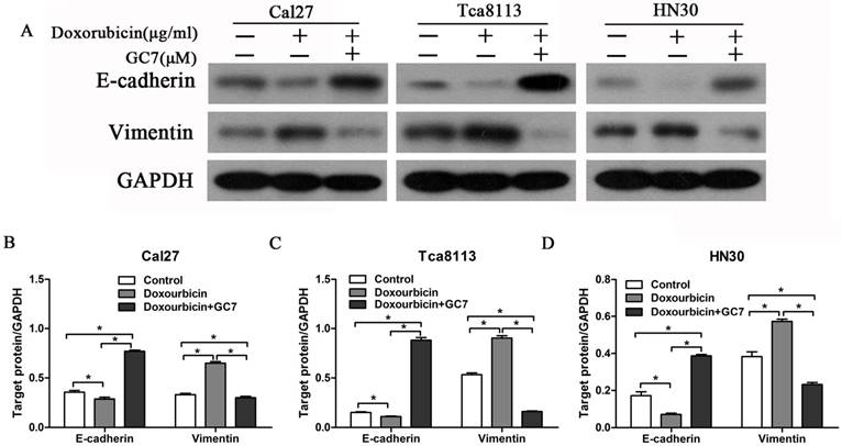 J Cancer Image