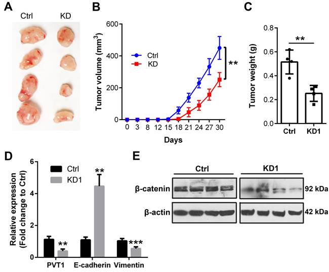 J Cancer Image