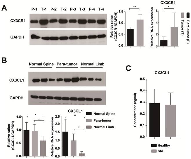 J Cancer Image