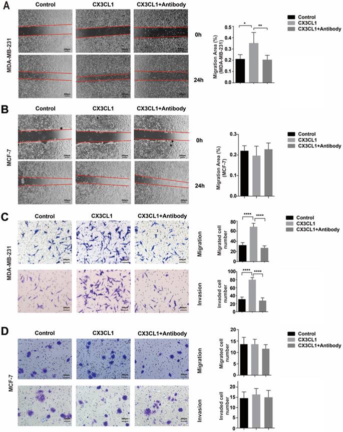 J Cancer Image