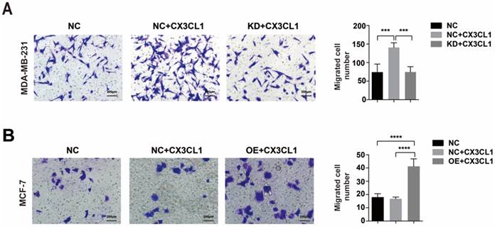 J Cancer Image