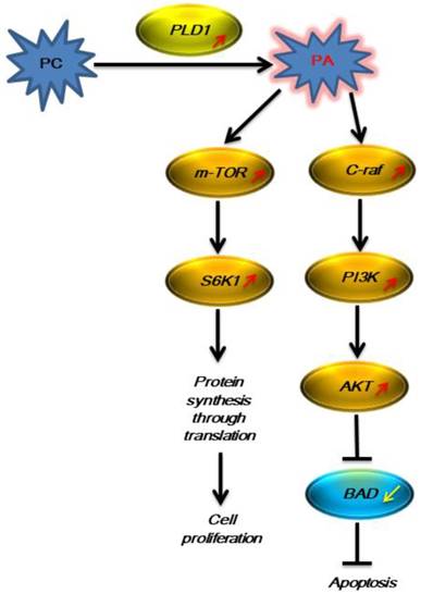 J Cancer Image