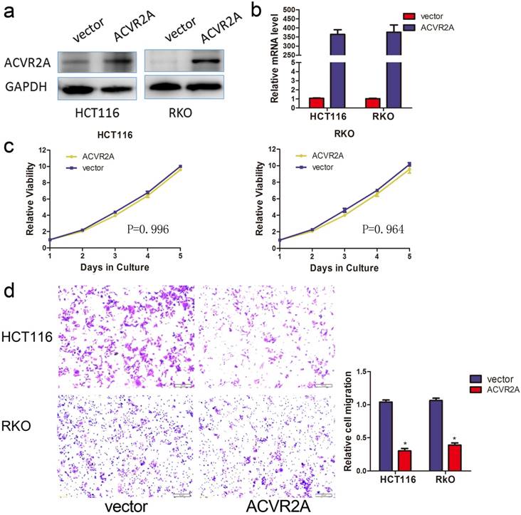 J Cancer Image