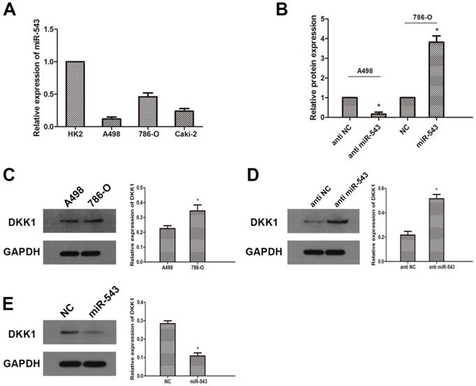 J Cancer Image