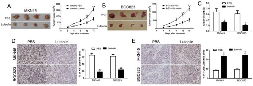 J Cancer Image