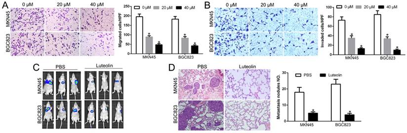 J Cancer Image