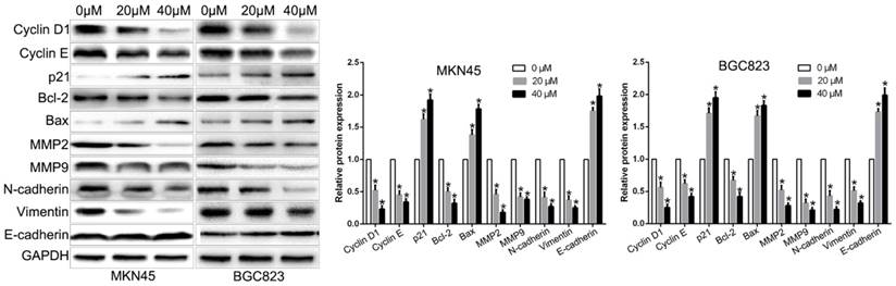 J Cancer Image