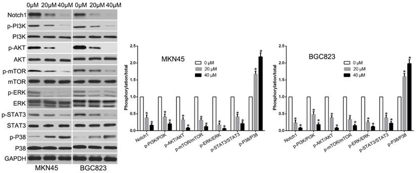 J Cancer Image