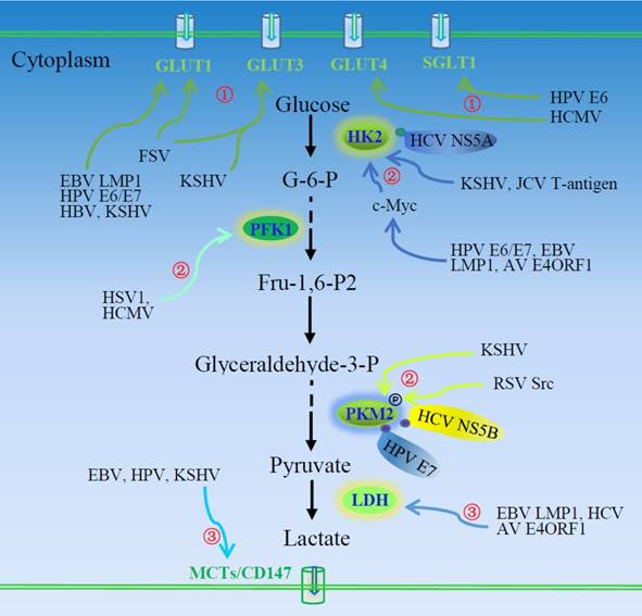 J Cancer Image