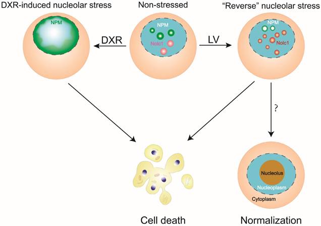 J Cancer Image