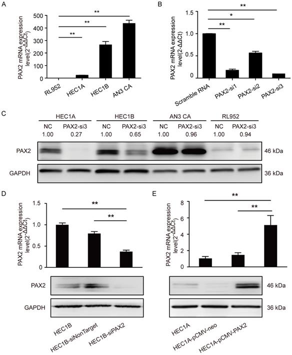 J Cancer Image