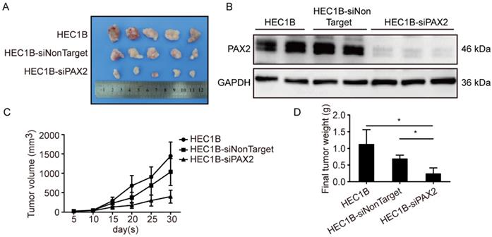 J Cancer Image