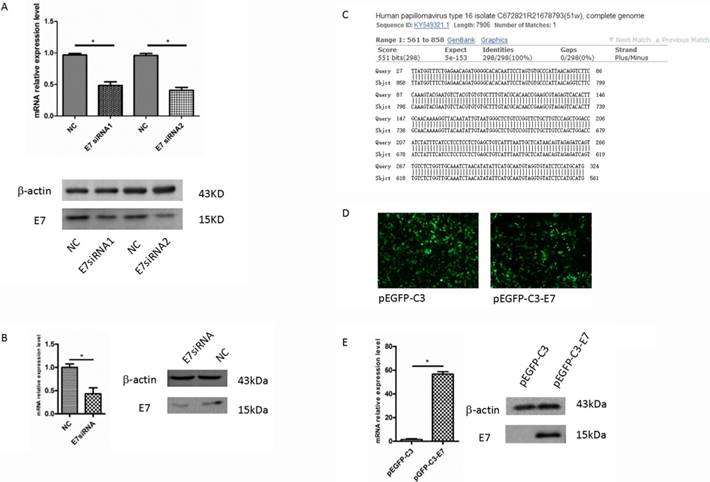 J Cancer Image